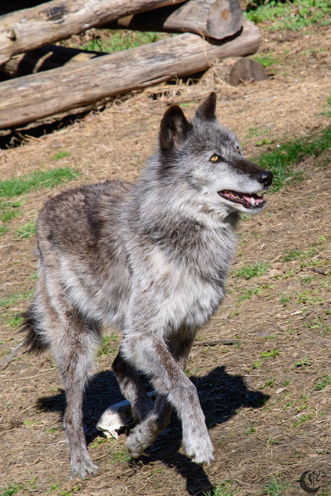 !!_180422_NYWolf_091!!