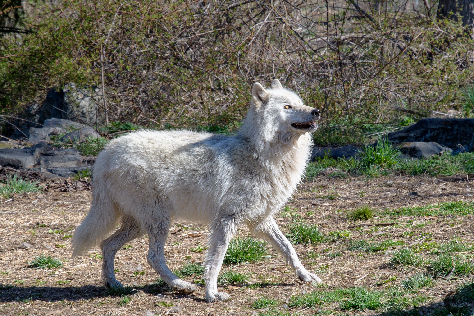 !!_180422_NYWolf_098!!
