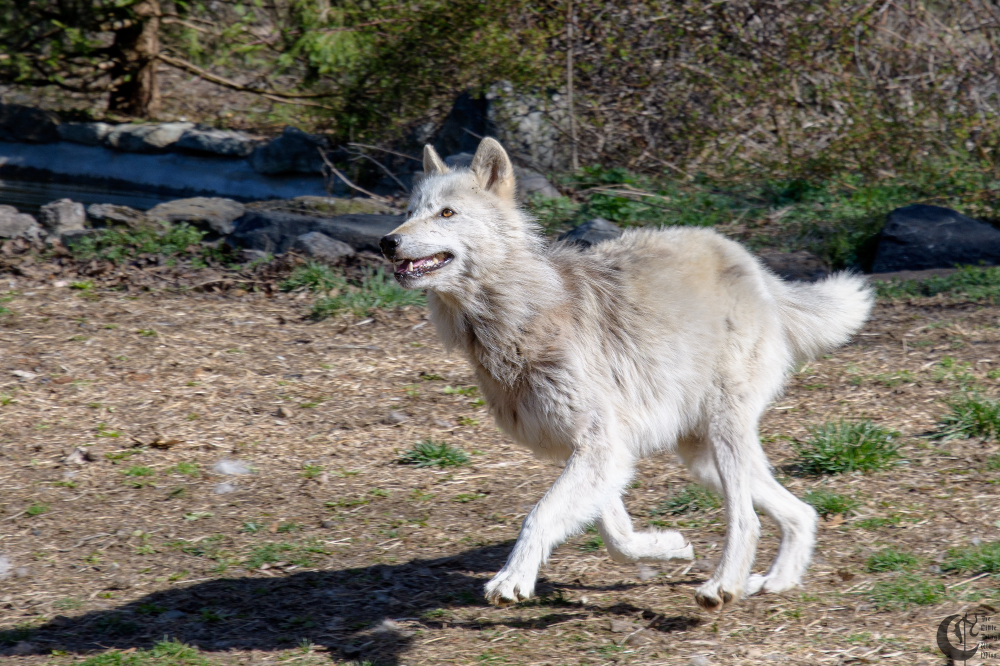 !!_180422_NYWolf_107!!