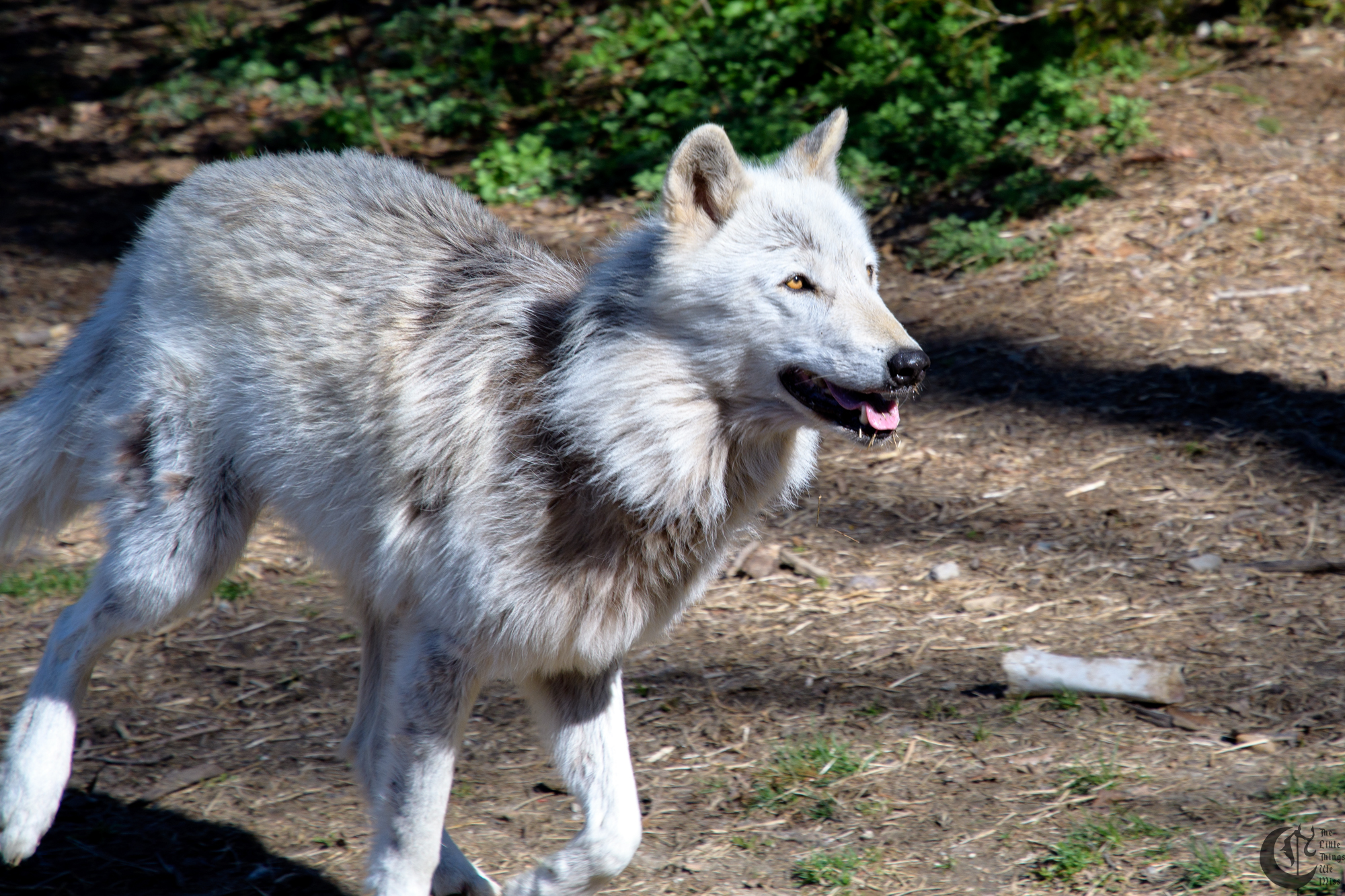 !!_180422_NYWolf_130!!