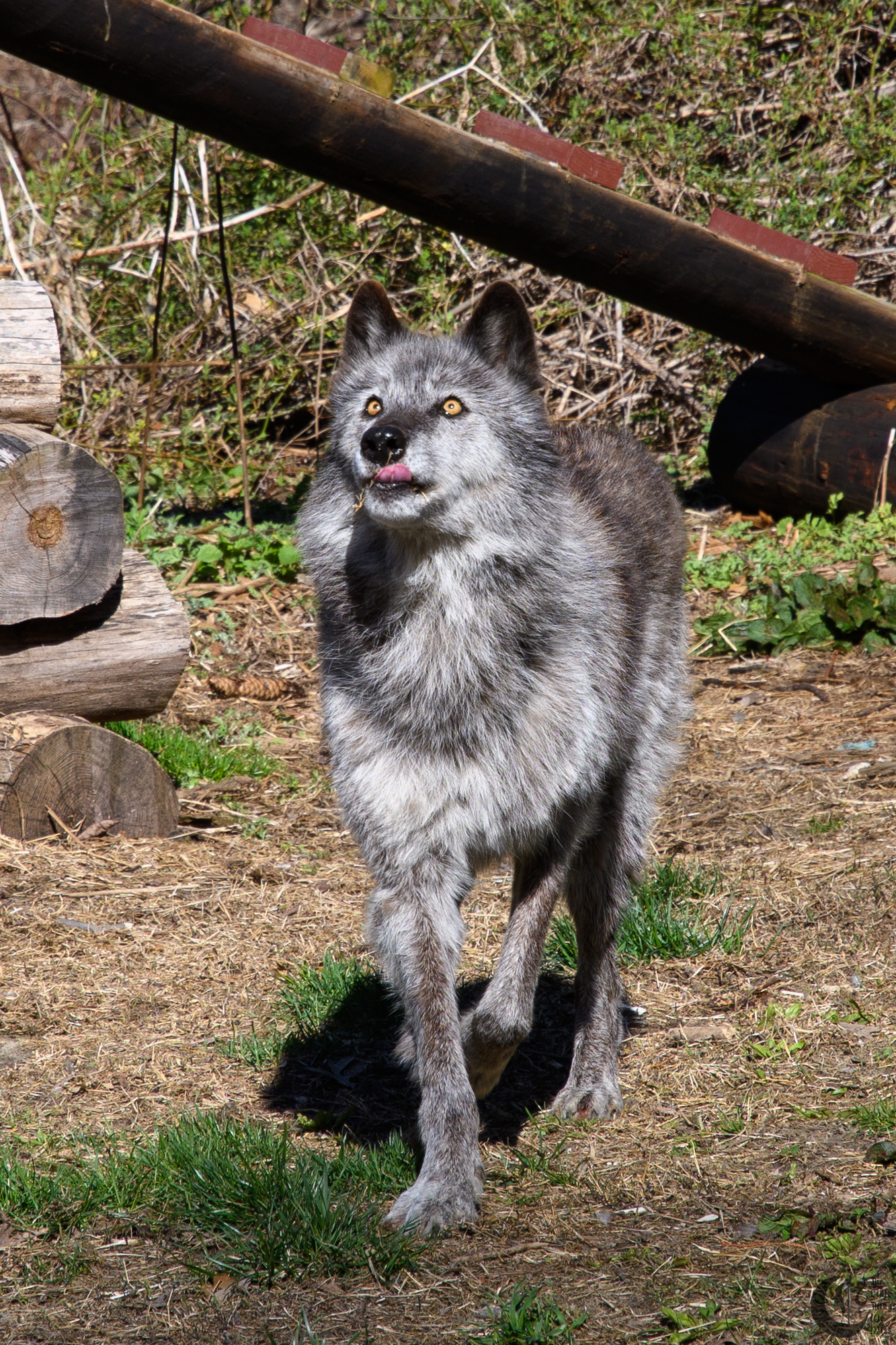 !!_180422_NYWolf_152!!