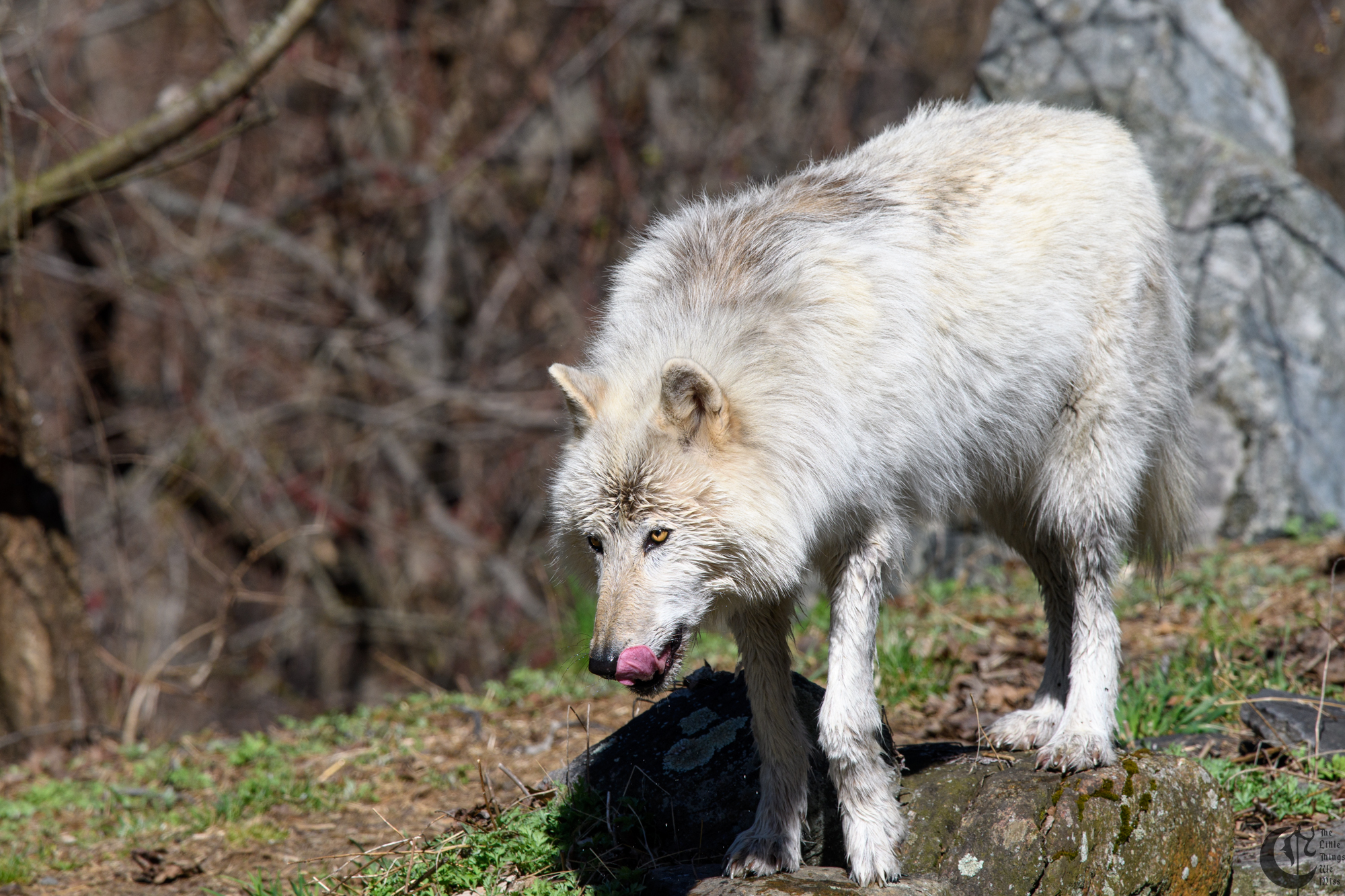 !!_180422_NYWolf_253!!
