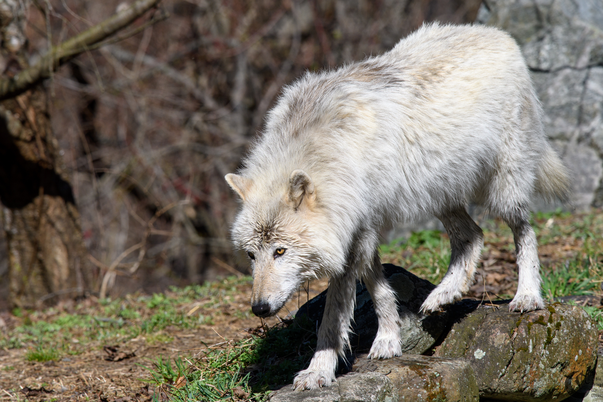 !!_180422_NYWolf_255!!