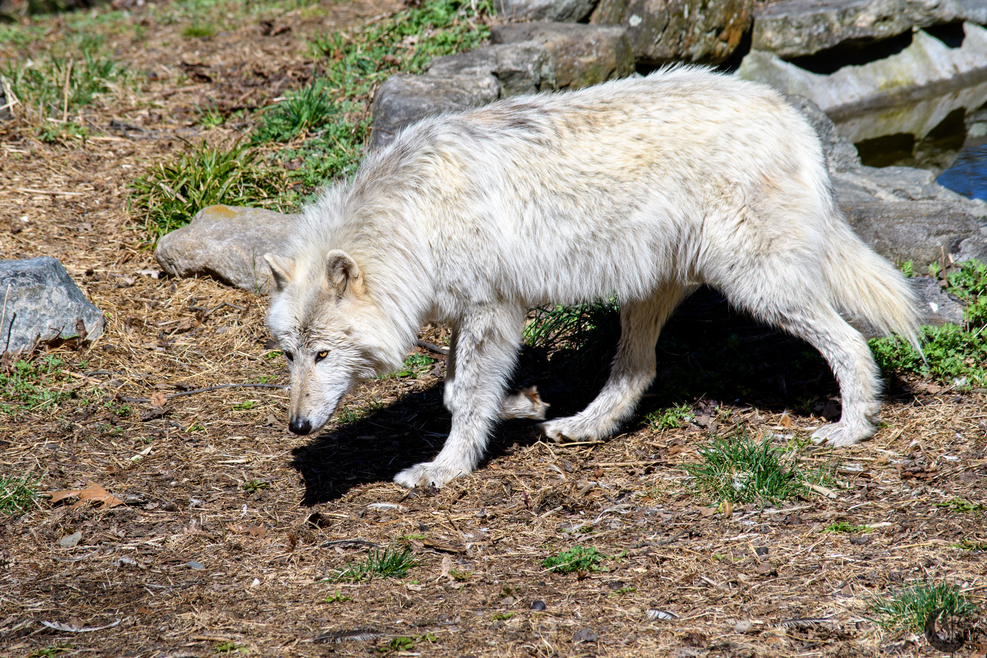 !!_180422_NYWolf_431!!
