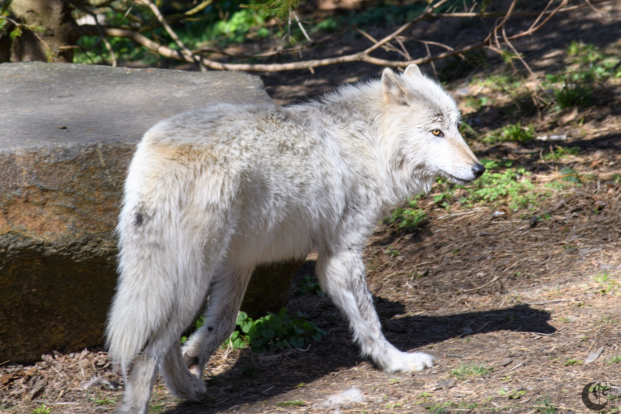 !!_180422_NYWolf_490!!
